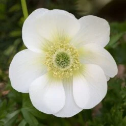 Taylor's Bulbs Stone Robin Plant Pot And Anenone Kit -Garden and Outdoors 30866045 alt06