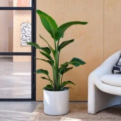 Capri Plant Pot -Garden and Outdoors 30971610