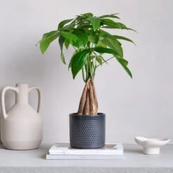 Capri Plant Pot -Garden and Outdoors 30971618