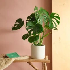 Earthenware Plant Pot -Garden and Outdoors 30971673