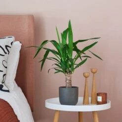 Earthenware Plant Pot