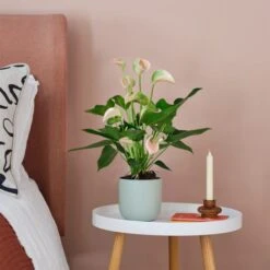 Earthenware Plant Pot -Garden and Outdoors 30971684