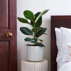 Capri Plant Pot -Garden and Outdoors 30971692